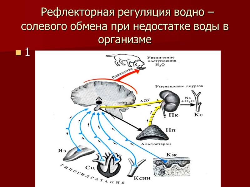 Рефлекторная регуляция водно – солевого обмена при недостатке воды в организме 1